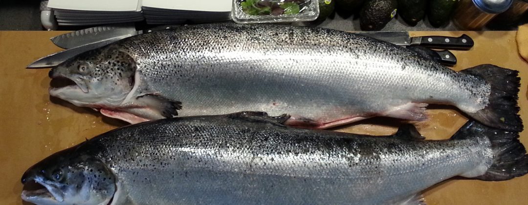 Scottish Salmon & Ocean Trout